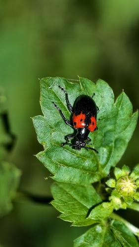 Lilioceris scapularis