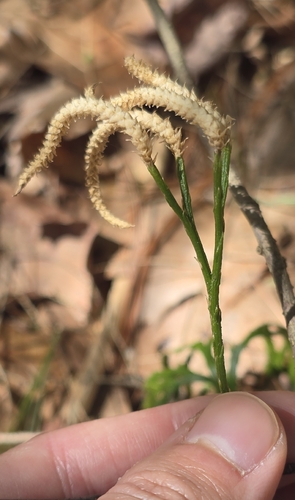fan clubmoss
