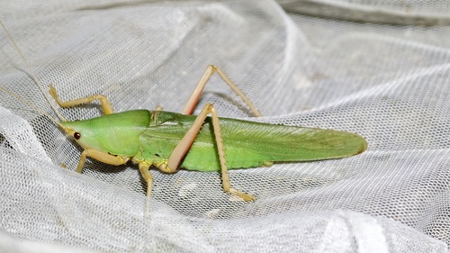 Pseudorhynchus nobilis