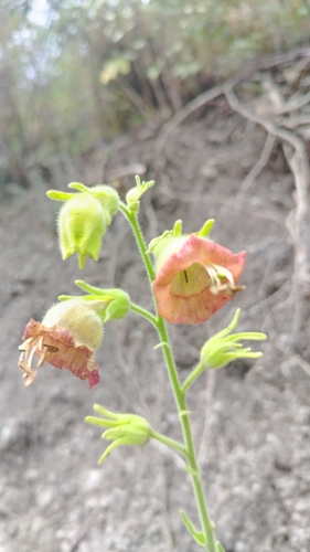 Nicotiana glutinosa