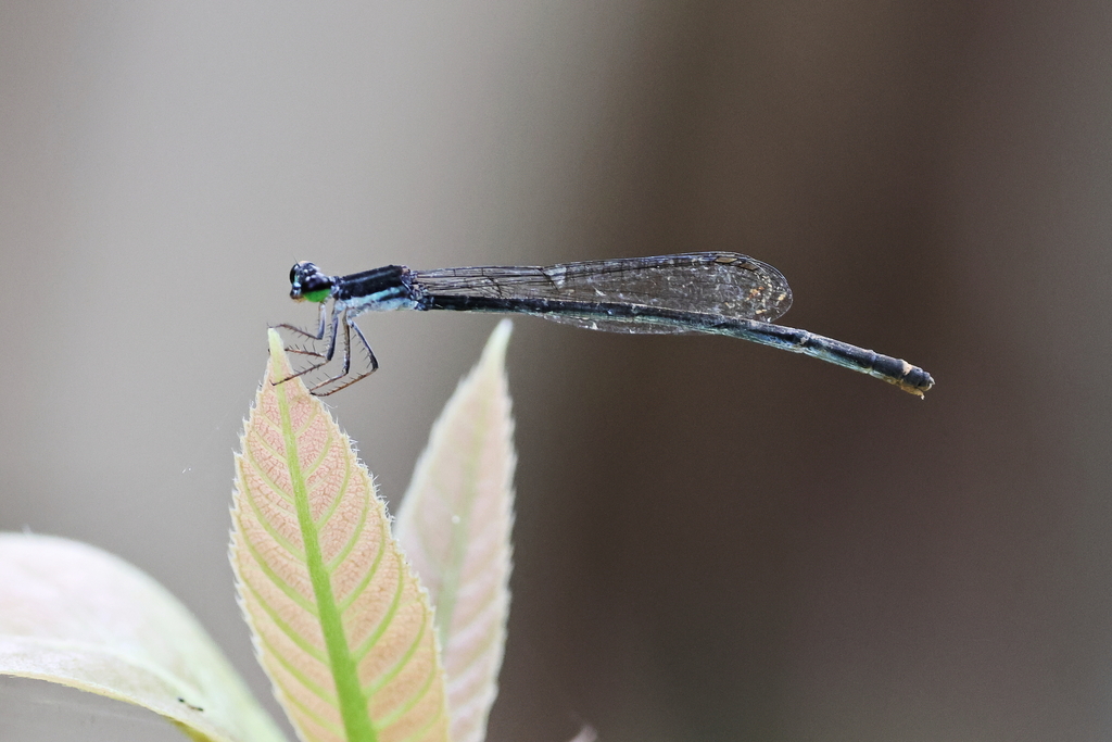 Shadefly Red-tipped Shadefly from Cairns QLD, Australia on April 11, 2026 at 02: ...