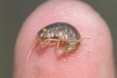 Sicifera dentata