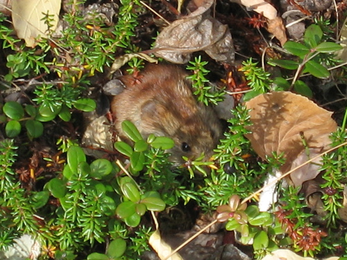 Clethrionomys rutilus