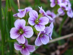 Cardamine purpurea