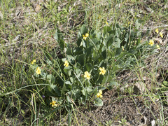 Viola purpurea quercetorum