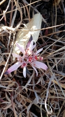 Euphorbia radians