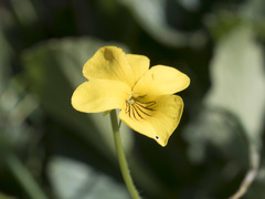 Viola purpurea quercetorum