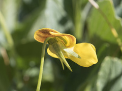 Viola purpurea quercetorum