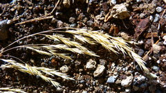 Festuca tolucensis