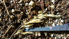 Festuca tolucensis