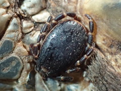Hyalomma aegyptium