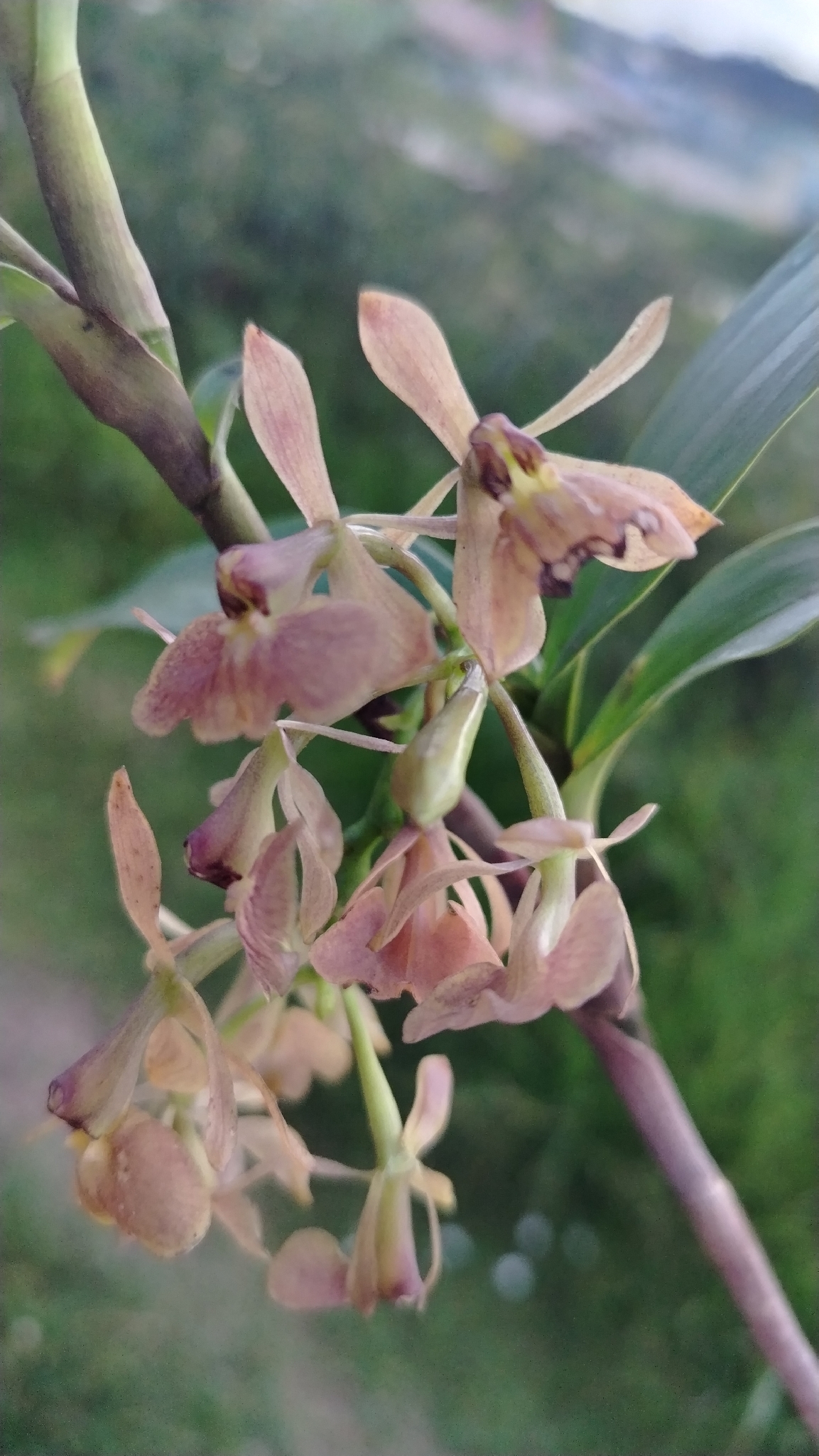 Epidendrum fujimorianum D.E.Benn. & Christenson