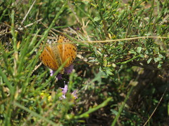 Argynnis elisa