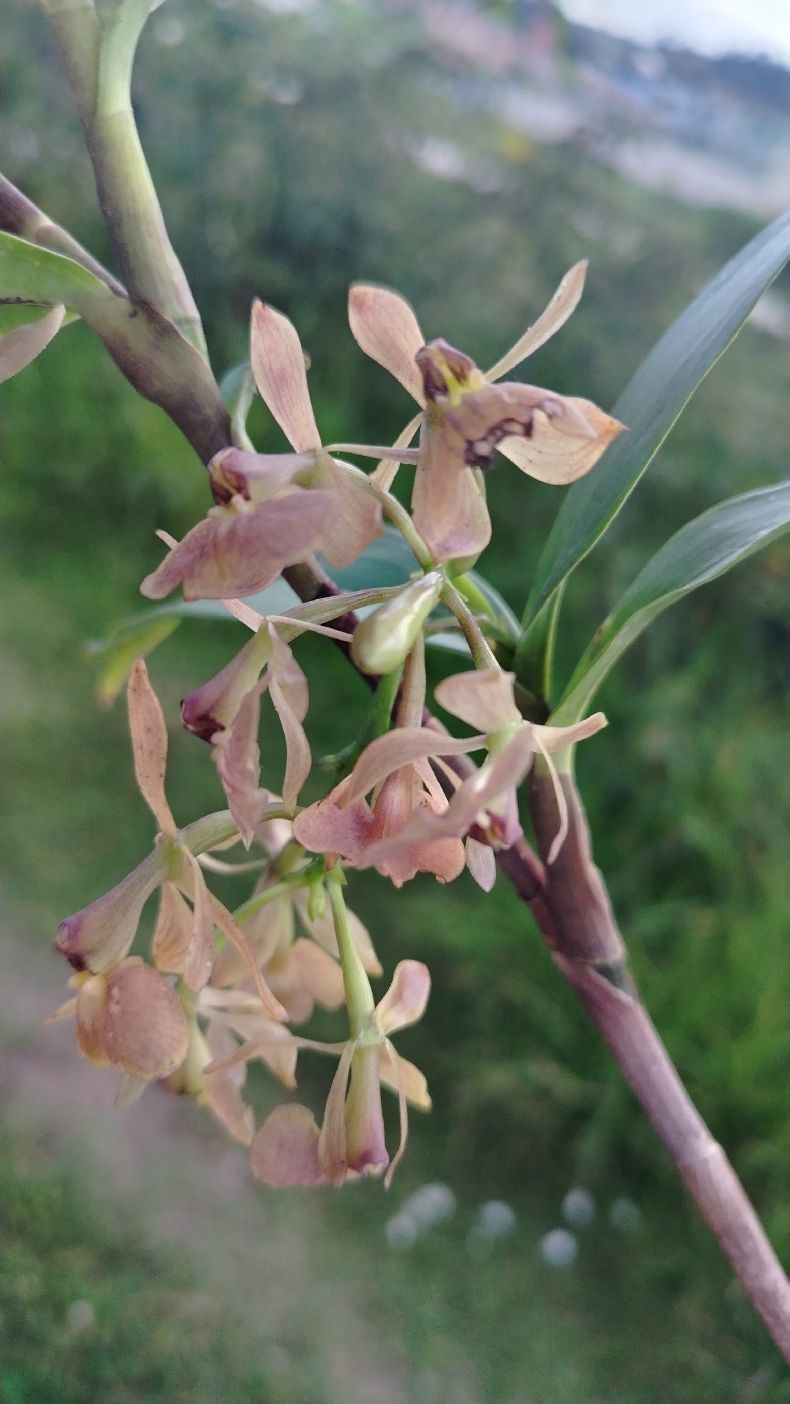 Epidendrum fujimorianum D.E.Benn. & Christenson 2