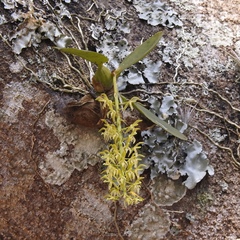 Notylia orbicularis
