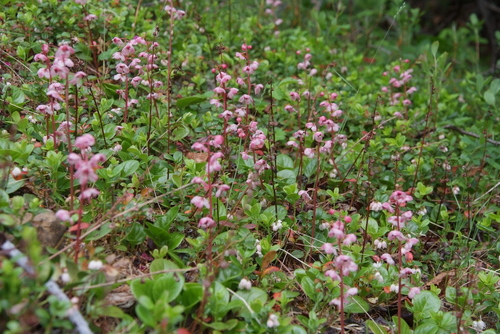 bog wintergreen
