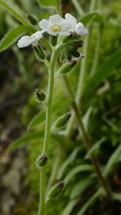 Myosotis mooreana