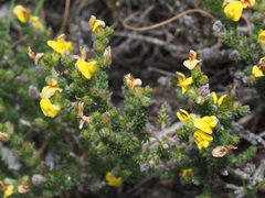 Aspalathus ericifolia