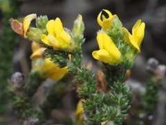 Aspalathus ericifolia