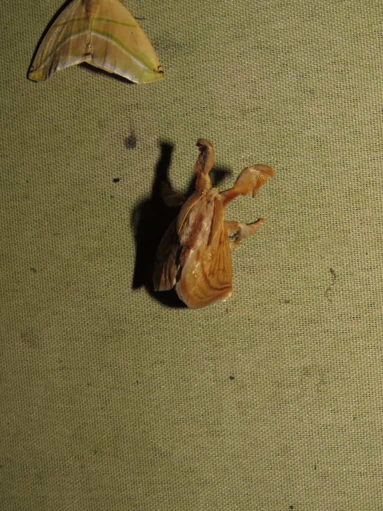 Perola laopepe