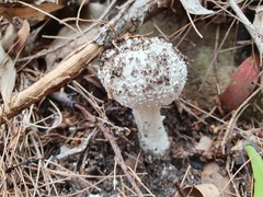 Amanita farinacea