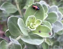 Cryptocephalus notatus