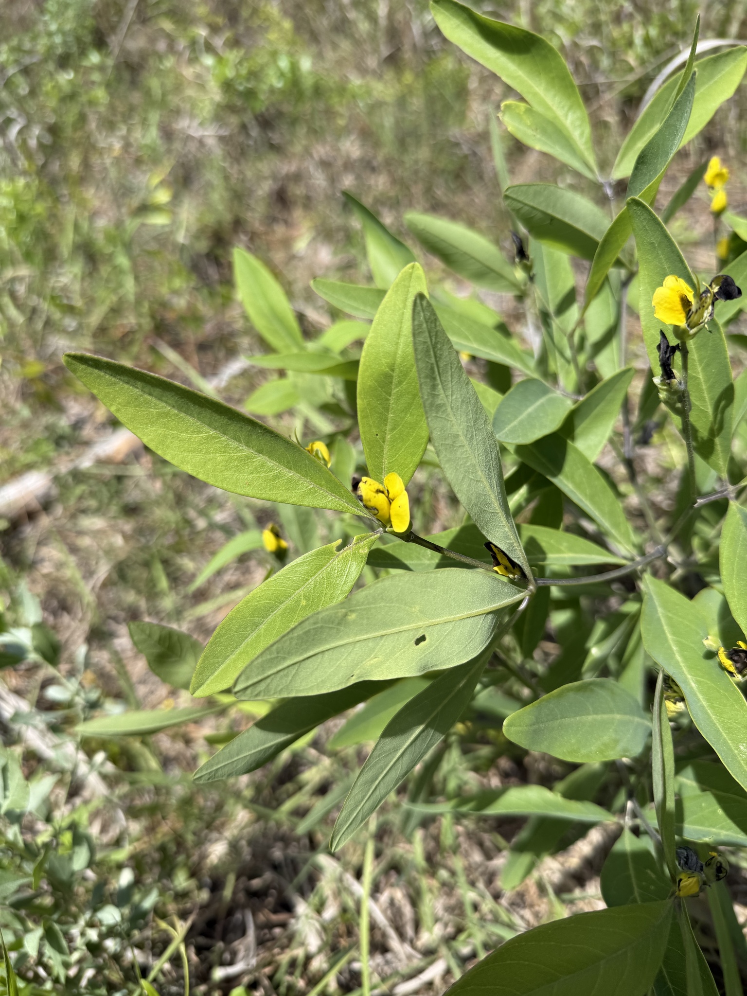 Baptisia lanceolata var. elliptica