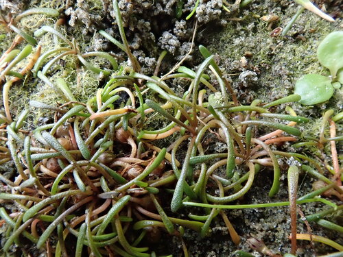 delta mudwort (Limosella australis)