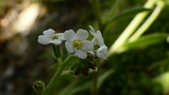 Myosotis mooreana