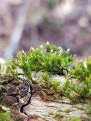 Orthotrichum columbicum