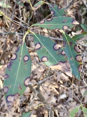 Diaporthe kalmiae