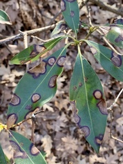 Diaporthe kalmiae