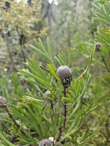 Broad-leaved Drumsticks (Isopogon anemonifolius)