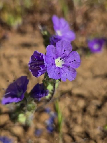 Phacelia ciliata, photograph 5