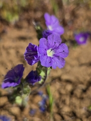 (c) Cristhian Mace, some rights reserved (CC BY) Phacelia ciliata, photograph (c) Cristhian Mace, some rights reserved (CC BY)