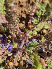 Phacelia ciliata, photograph (c) Cristhian Mace, some rights reserved (CC BY)