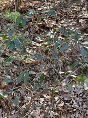 Diaporthe kalmiae