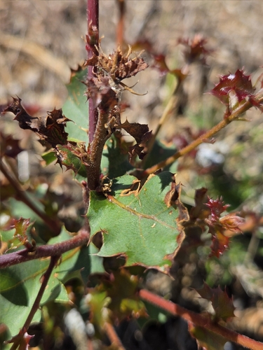 Tucker's Oak (Quercus john)