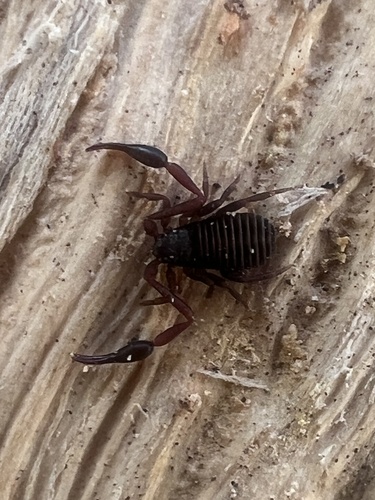 House Pseudoscorpion photo 5