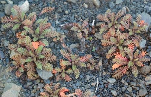 Leptinella atrata observed 2026-03-21