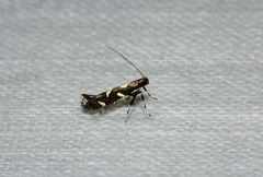 Calybites phasianipennella