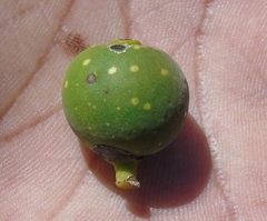 Ficus crocata