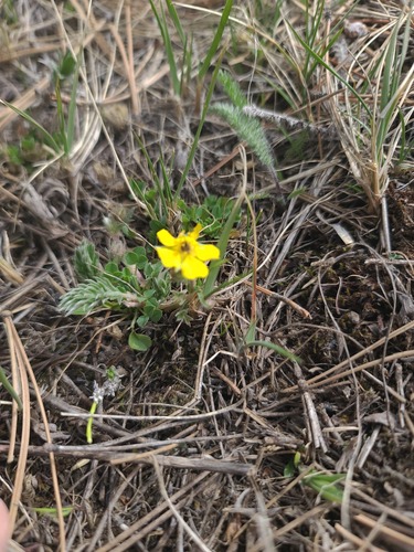 Macoun's Cinquefoil (Potentilla macounii)