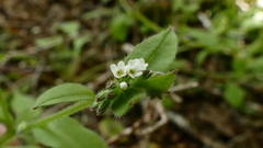 Myosotis australis