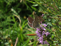 Plebejus bellieri