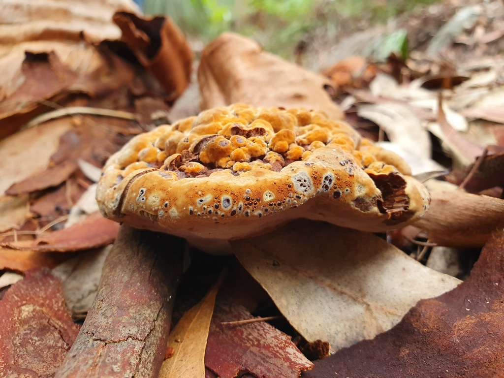 Inonotus albertinii