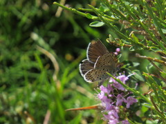 Plebejus bellieri