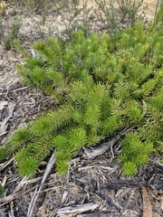 Persoonia chamaepitys, photograph (c) ronavery, some rights reserved (CC BY)