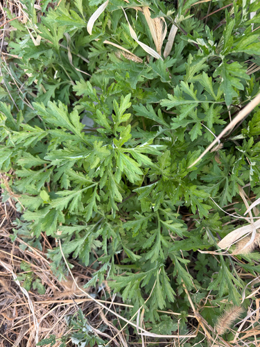 Artemisia indica iNat (2)