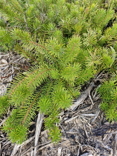 Persoonia chamaepitys, photograph 2